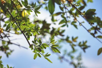 Low angle view of tree branch