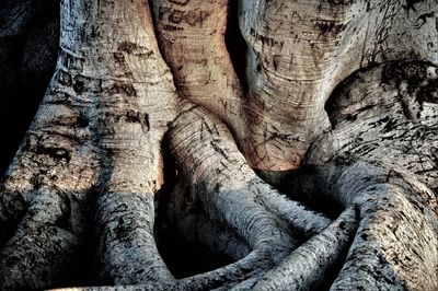 Close-up of tree trunk