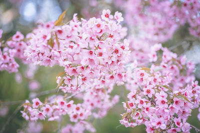 Close-up of pink cherry blossom