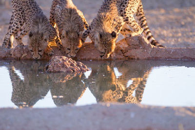 Reflection of drinking water in a lake