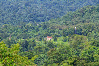 Scenic view of forest