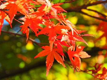 Close-up of maple tree