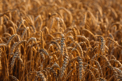 Close-up of wheat field