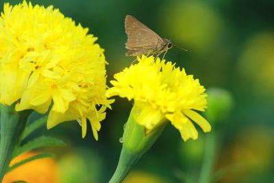 Close-up of butterfly pollinating on yellow flower