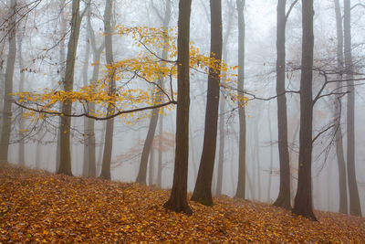 Trees growing in forest during autumn