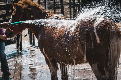 Horse standing in ranch