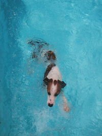 High angle view of dog swimming in pool