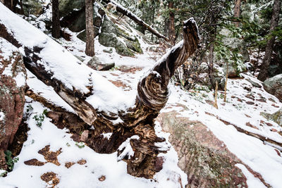 Trees in forest during winter