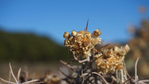 Close-up of wilted flower