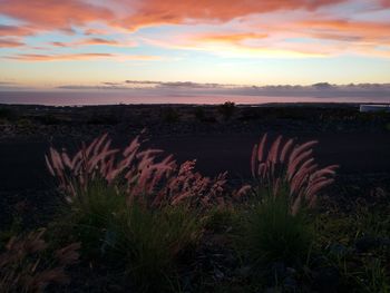 Scenic view of field against sky during sunset