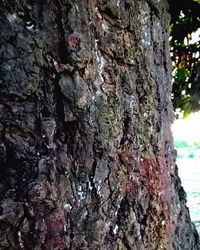 Close-up of tree trunk