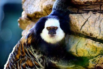 Portrait of monkey standing by rock