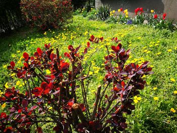 Close-up of red plant