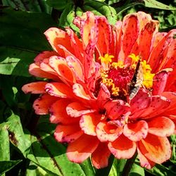 Close-up of red flowers