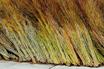 Scenic view of yellow leaf