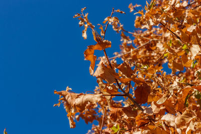 Low angle view of maple leaves on tree against sky