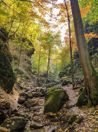 Trees growing in forest