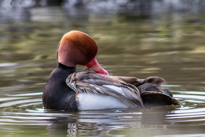 Close-up of duck swimming in lake