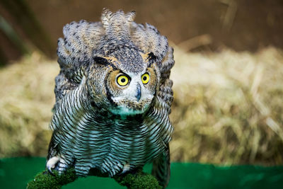 Close-up portrait of a owl