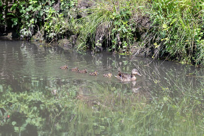 View of ducks swimming in lake