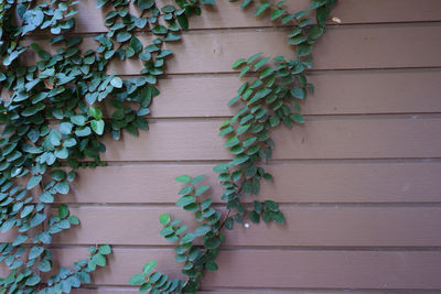 Close-up of ivy on wooden wall