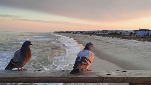 Seagull perching on a beach