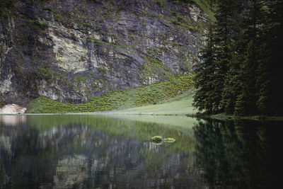 Scenic view of lake by trees in forest