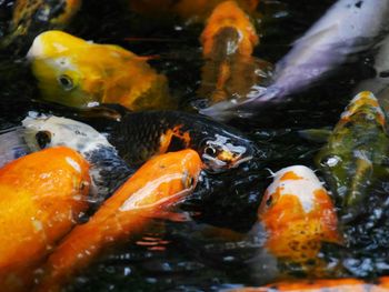 Close-up of fish in water