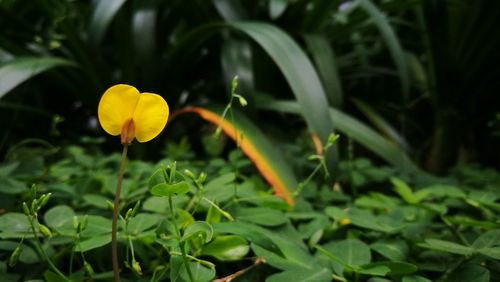 Close-up of yellow flowering plant