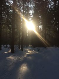 Sunlight streaming through trees on snow covered field