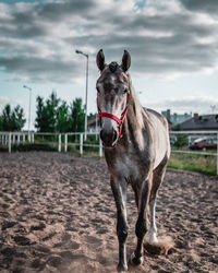 Horse standing on dirt road