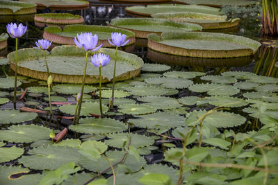 Lotus water lily in lake