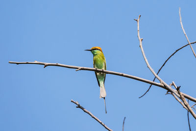 Low angle view of bird perching on branch against sky