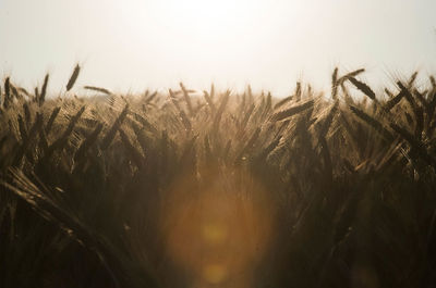 Close-up of corn field against sky during sunset