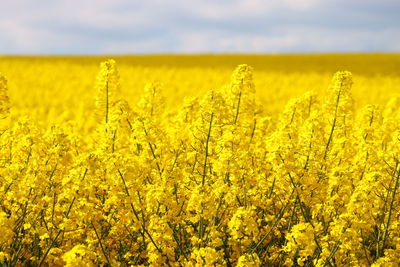 Scenic view of oilseed rape field against sky