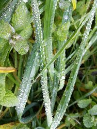 Close-up of wet plant