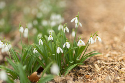 Close-up of flowering plants on field