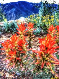 Close-up of orange flowers blooming outdoors