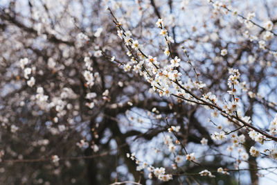 Low angle view of apple blossoms in spring