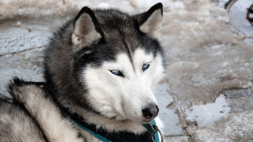 Close up of siberian husky 