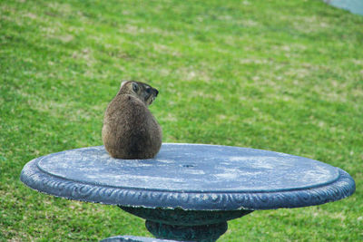 Dassie or procavia capensis on a table