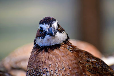 Close-up of a bird looking away