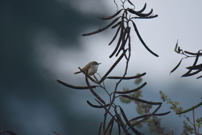 Low angle view of bird perching on branch