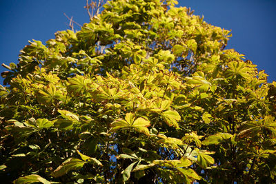 Low angle view of flower tree against clear blue sky