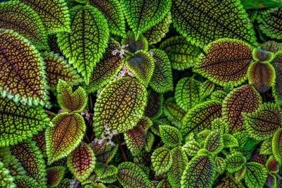 Full frame shot of plants