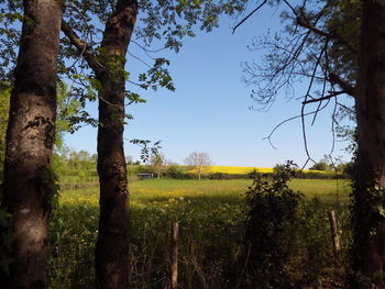 Trees on field against clear sky