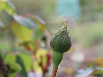 Close-up of flower buds