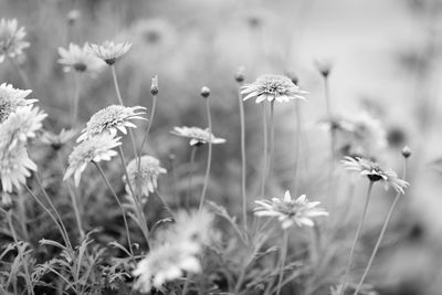 Close-up of flowering plants on field