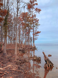 Bald cypress trees by river against sky. croatan national forest, north carolina 