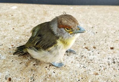 High angle view of bird on sand